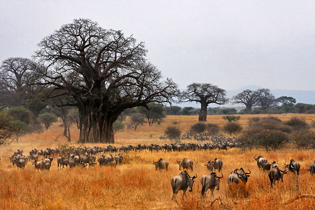 Tarangire National Park — Baobabs, Elephants