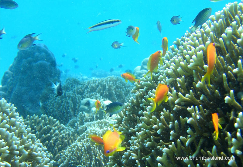Chumbe Island Coral Park – Marine Conservation Safari