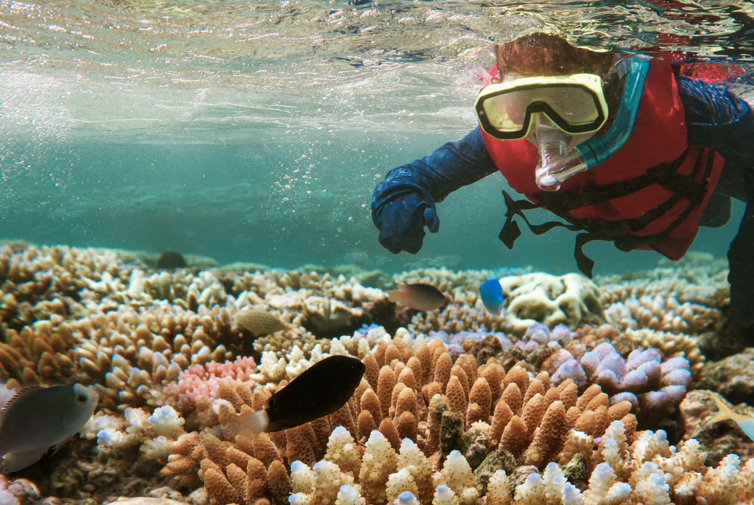 Mnemba Atoll Marine Safari – Zanzibar’s Underwater Gem