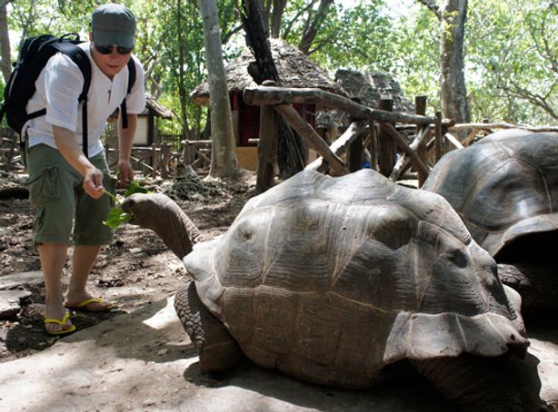 Prison Island Safari – Giant Tortoise Sanctuary