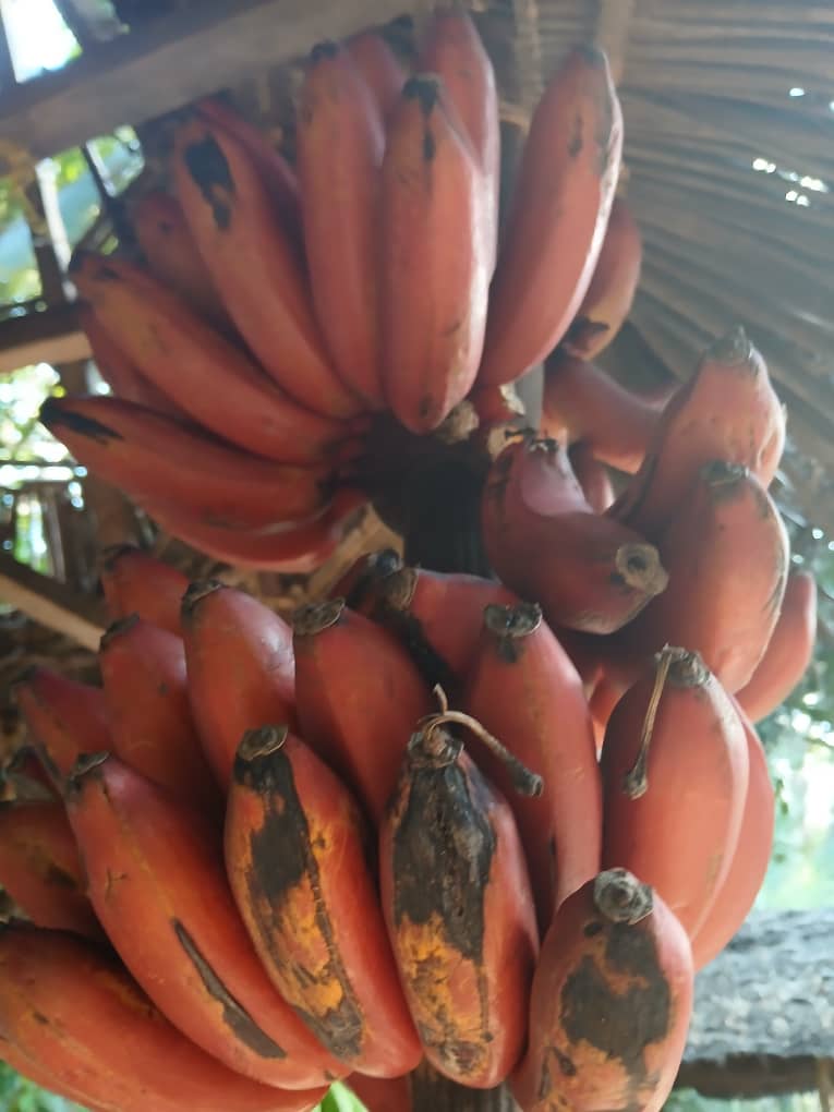 Spice Farm Excursion