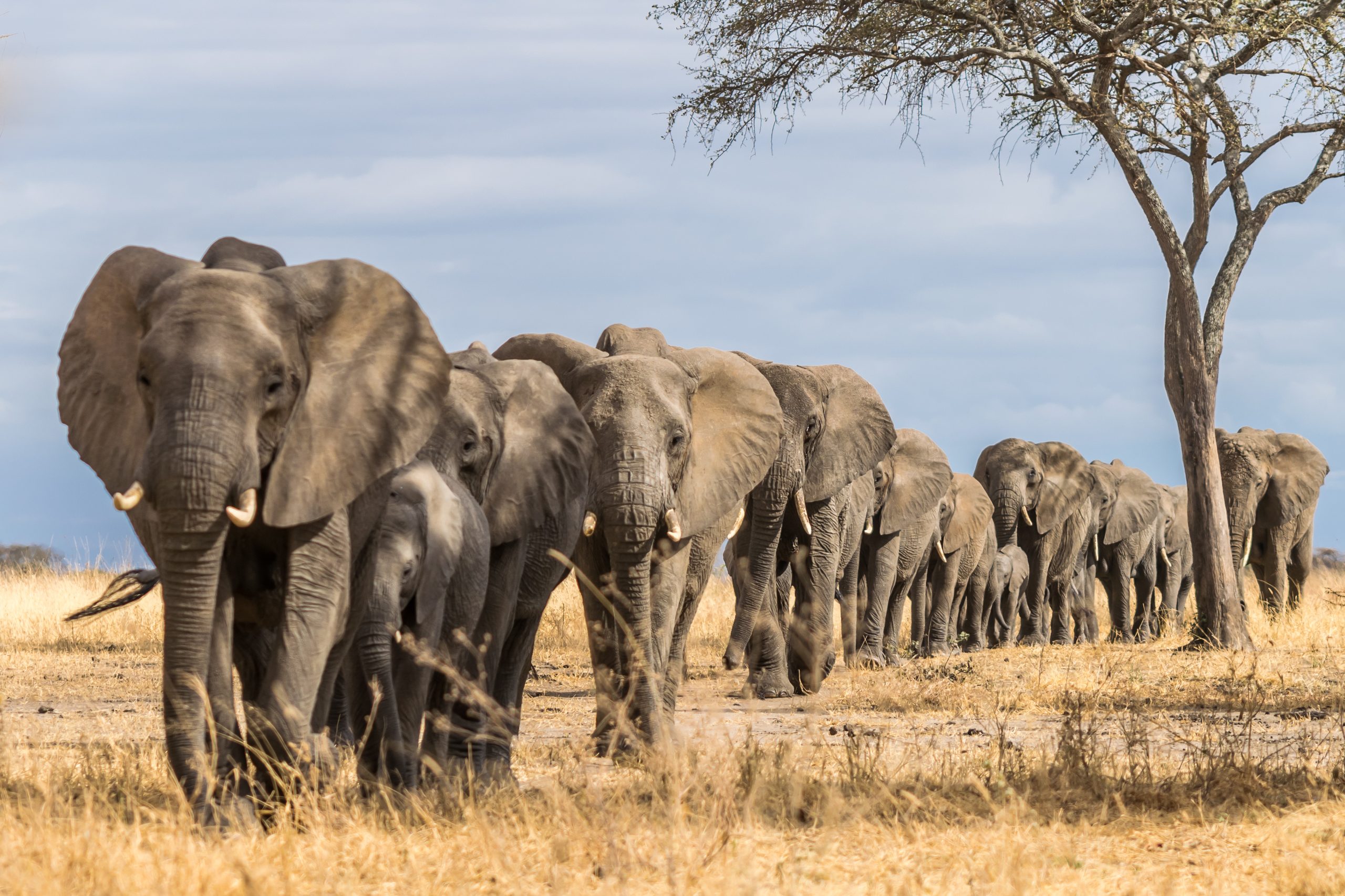 Tarangire National Park — Baobabs, Elephants